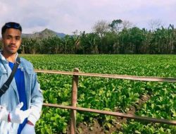 Kria Rasik Kampu Servisu, Grupu JM Kuda Modo Hektares 4