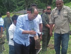 Iha Aldeia Darlau SEF hahu kuda  plantasaun ai-sunu 2,000