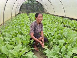 Kuda Modo-Hakiak Ikan Kada Fulan Grupu Maudiu2 Rekolla $2400