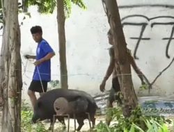 Jestor Merkadu Hamutuk ho Ekipa SEATOU Sobu Komunidade Nia Fahi Luhan Iha Manleu-ana