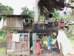 Uma Didin Ho Piku Dodok No Ai-Han Fuik Sai Esperansa Ba Inan Faluk Ermelita